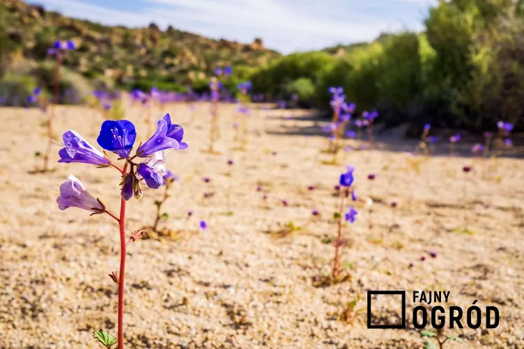 Facelia dzwonkowata Facelia dzwonkowata