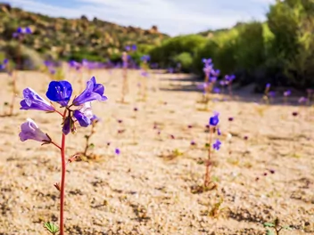 Facelia dzwonkowata - zdjęcie 4