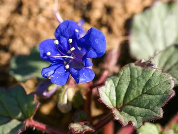 Facelia dzwonkowata - zdjęcie 5