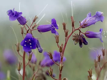 Ilustracja rośliny facelia dzwonkowata