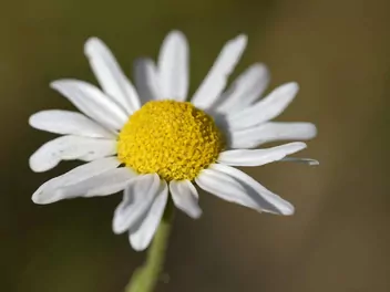 Ilustracja rośliny rumian rzymski