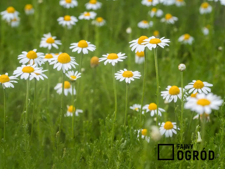 Rumian szlachetny Rumian szlachetny