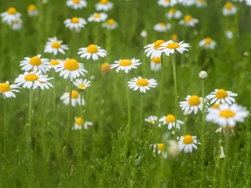 Rumian rzymski - zdjęcie 2