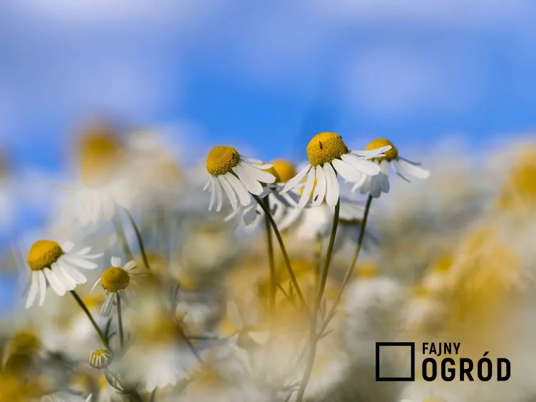 Rumian rzymski Rumian rzymski