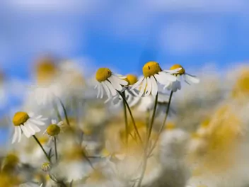 Rumian rzymski - zdjęcie 3