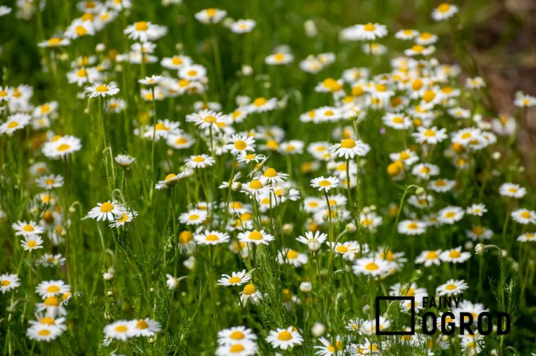 Rumian rzymski Rumian rzymski