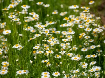 Rumian rzymski - zdjęcie 4