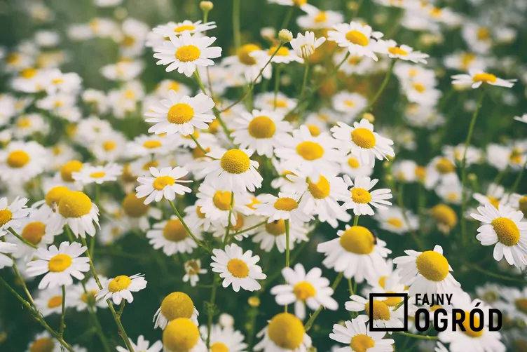 Rumian rzymski - zdjęcie 5 Rumian rzymski - zdjęcie 5