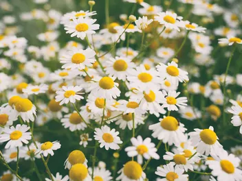 Rumian rzymski - zdjęcie 5