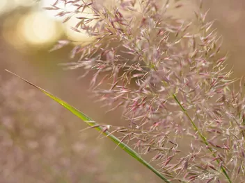 Ilustracja rośliny miłka okazała