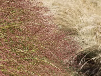 Miłka okazała - zdjęcie 2