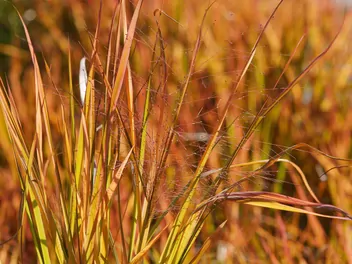 Miłka okazała - zdjęcie 3