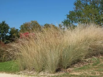 Miłka okazała - zdjęcie 4