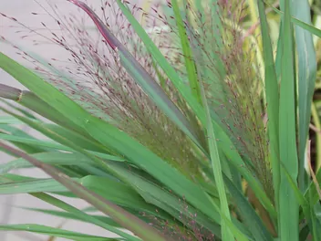 Miłka okazała - zdjęcie 5