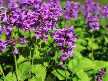 Czyściec lekarski - zdjęcie 2