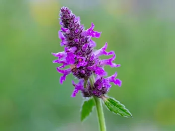 Czyściec lekarski - zdjęcie 3