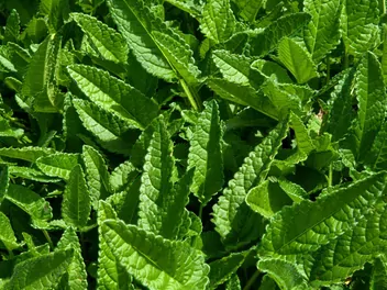 Czyściec lekarski - zdjęcie 4