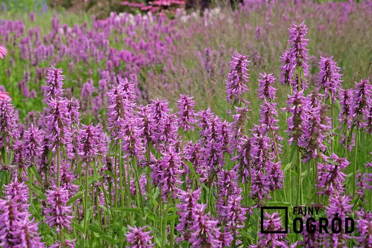 Czyściec lekarski - zdjęcie 5