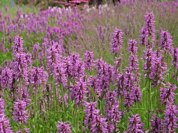 Czyściec lekarski - zdjęcie 5