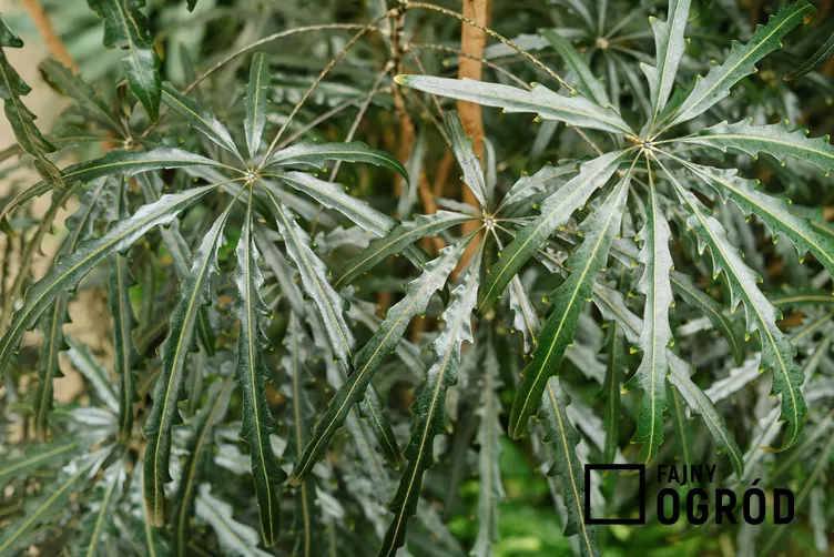 Szeflera najwytworniejsza