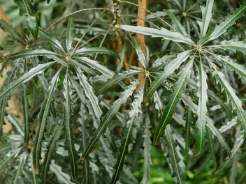 Zdjęcie ilustrujące szeflera najwytworniejsza