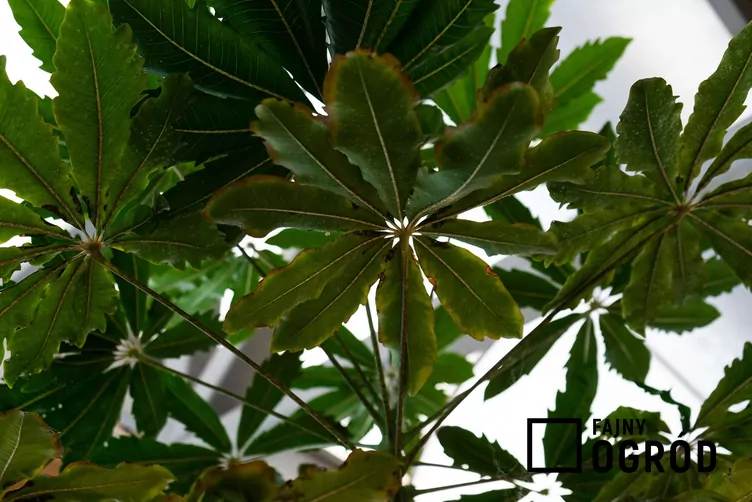 Dizygoteka najwytworniejsza