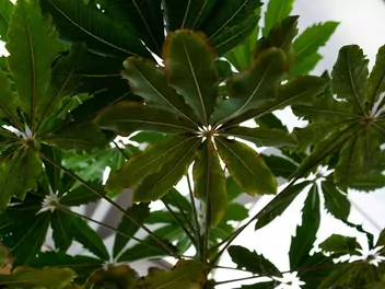 Szeflera najwytworniejsza - zdjęcie 2