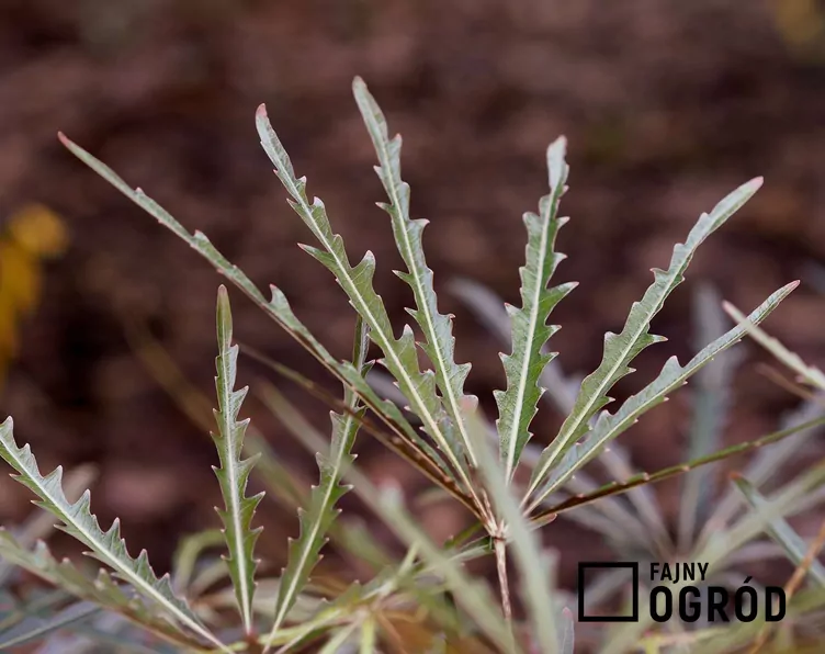 Szeflera najwytworniejsza