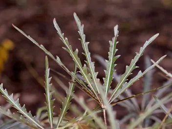 Szeflera najwytworniejsza - zdjęcie 3