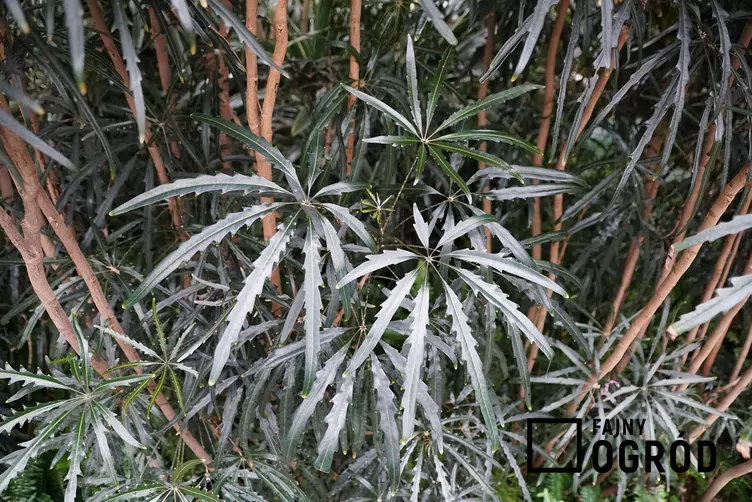 Szeflera najwytworniejsza