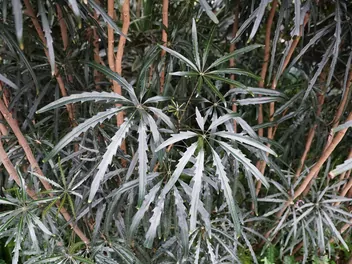 Szeflera najwytworniejsza - zdjęcie 4