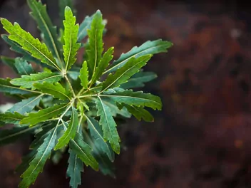 Szeflera najwytworniejsza - zdjęcie 5