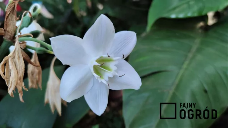 Urceolina amazońska