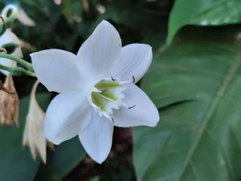 Lilia amazońska - zdjęcie 2