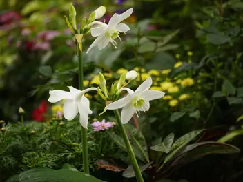 Lilia amazońska - zdjęcie 4