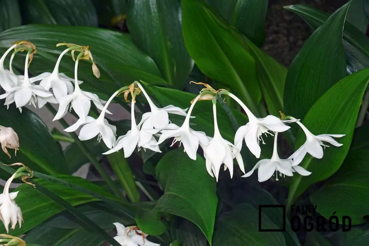 Lilia amazońska - zdjęcie 5