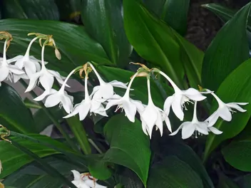 Lilia amazońska - zdjęcie 5