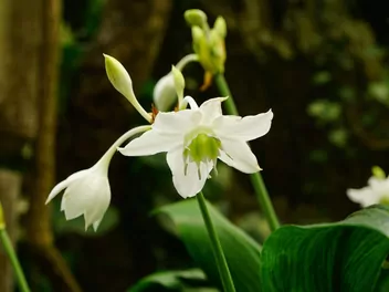 Zdjęcie ilustrujące lilia amazońska