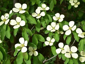 Dereń kanadyjski - zdjęcie 2