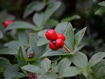 Dereń kanadyjski - zdjęcie 3