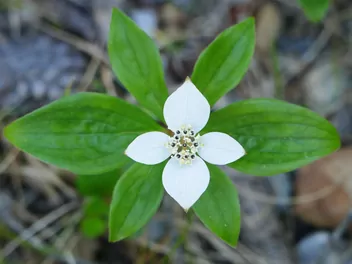 Dereń kanadyjski - zdjęcie 4