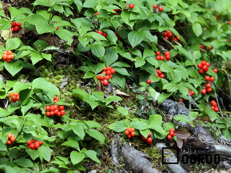 Dereń kanadyjski - zdjęcie 5