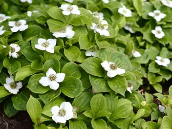 Zdjęcie ilustrujące dereń kanadyjski