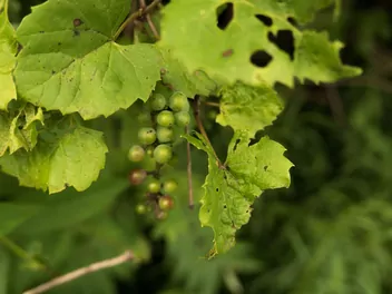 Ilustracja rośliny winorośl pachnąca