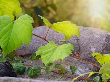 Winorośl pachnąca - zdjęcie 2