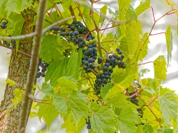 Winorośl pachnąca - zdjęcie 3