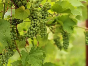 Winorośl pachnąca - zdjęcie 4