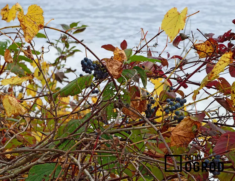 Winorośl pachnąca - zdjęcie 5