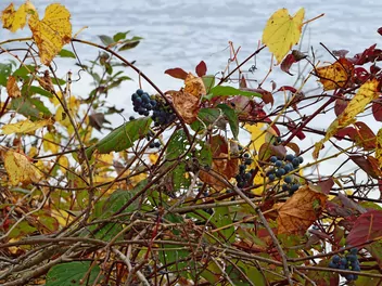 Winorośl pachnąca - zdjęcie 5