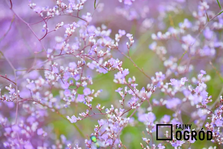 Zatrwian szerokolistny